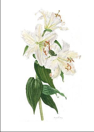 botanicalart-03.jpg